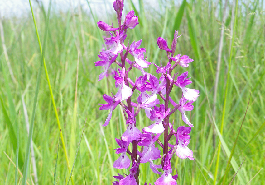  болотну (Anacamptis palustris)